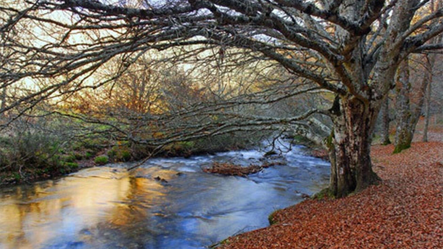 Senda del Río, Hayedo de Montejo