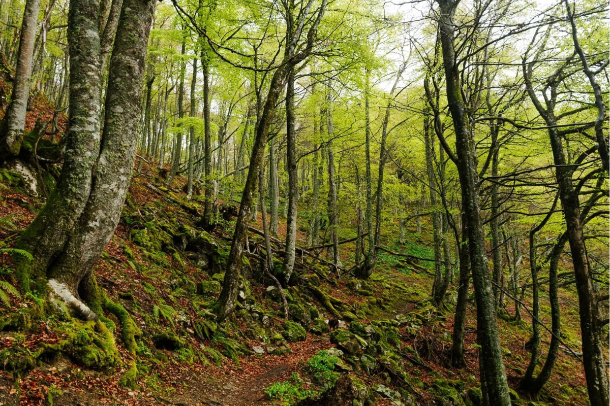 El Bosque del Gumial: la magia del hayedo en pleno otoño