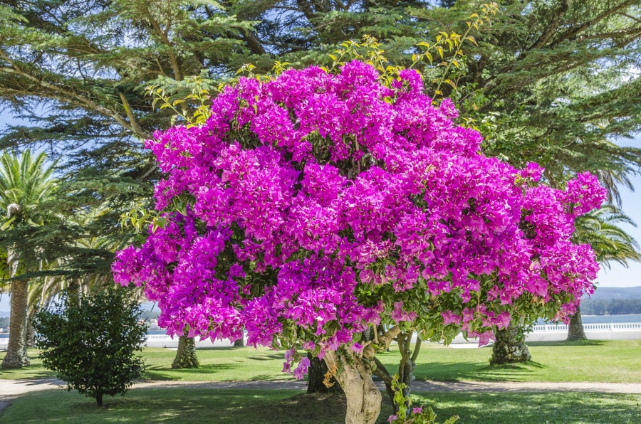 Jardines de A Toxa – Geometría verde y silencio atlántico