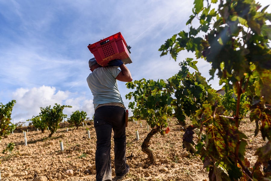 Vendimia en La Rioja y la excelencia de la DOCa Rioja