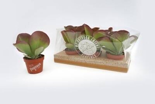 Kalanchoe Thyrsiflora ø13.  Box x6