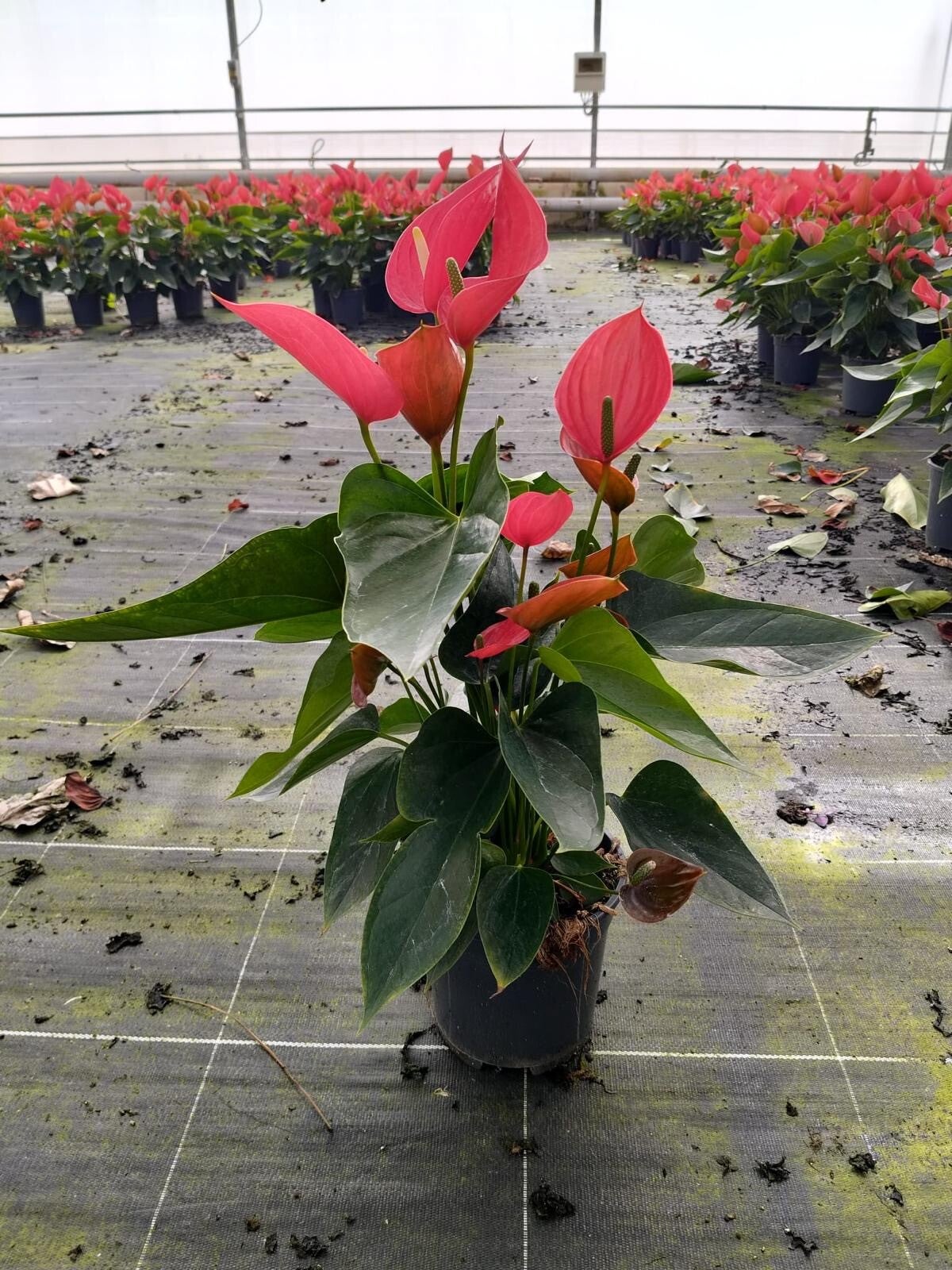 Anthurium Melodia ø17