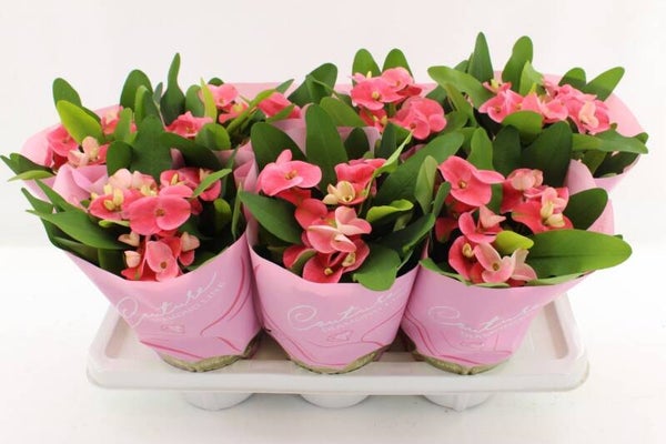 Euphorbia Charlotte ø14.  Box x6