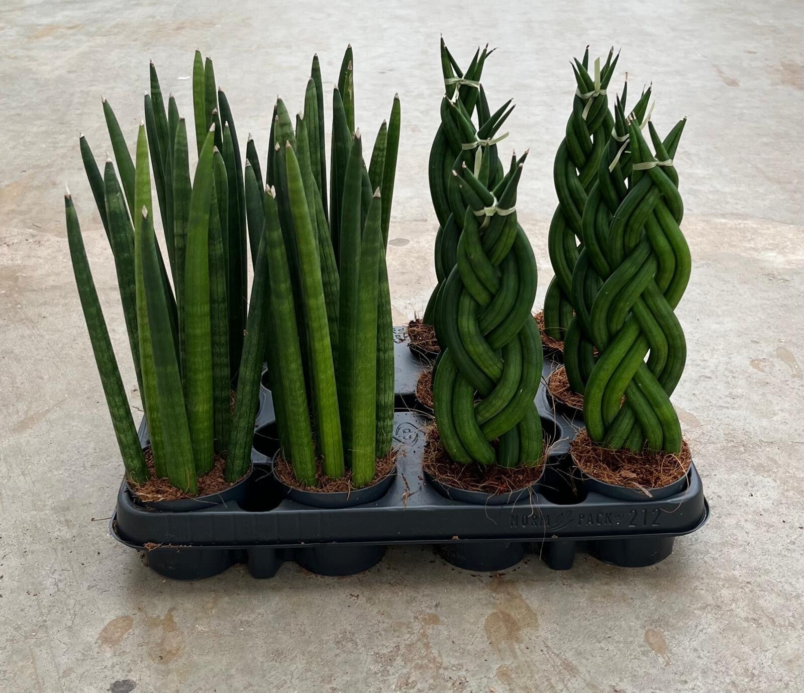 Sanseviera Cilindrica ø9.  Box x12
