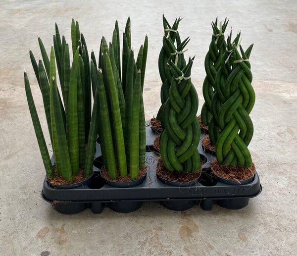 Sanseviera Cilindrica ø9.  Box x12