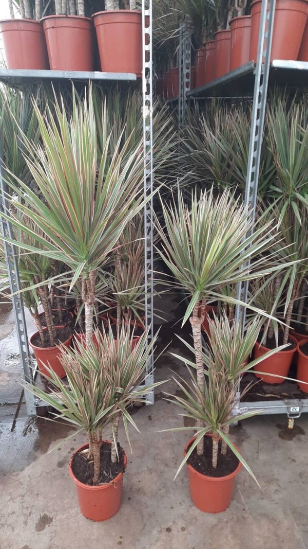 Dracaena Bicolor 3pp ø21