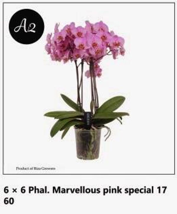 Phalaenopsis Marvellous pink 4spike ø17