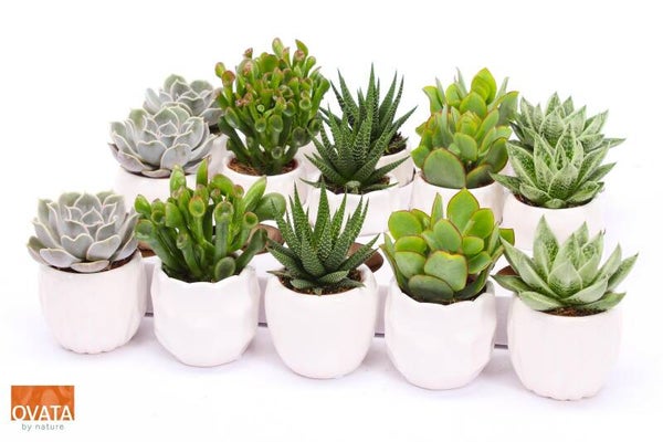 Succulenten Ovata ø7.  Box x15