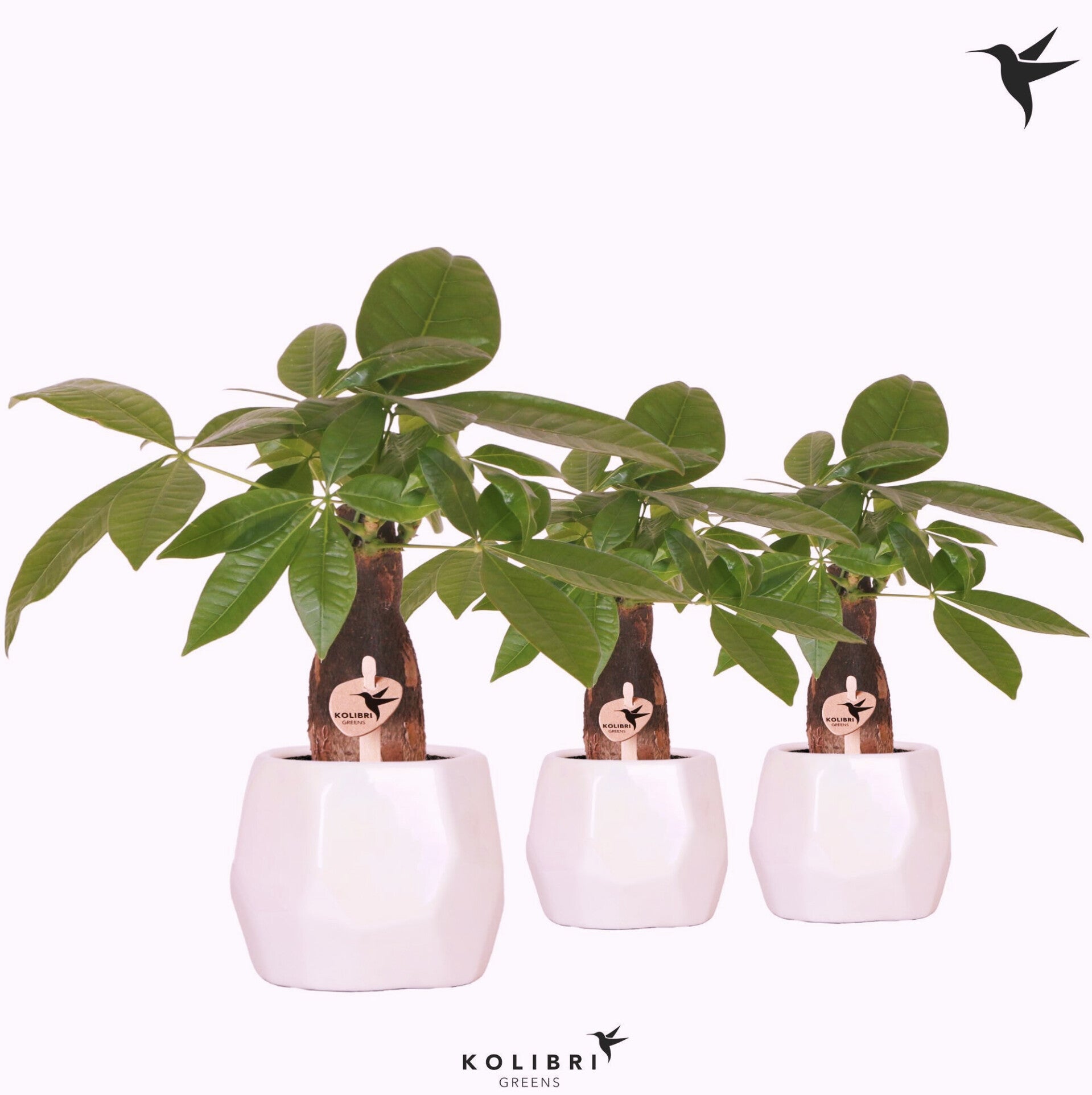 Pachira in ceramica ø9. Box x5