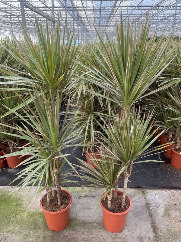 Dracaena Bicolor 60/30/15