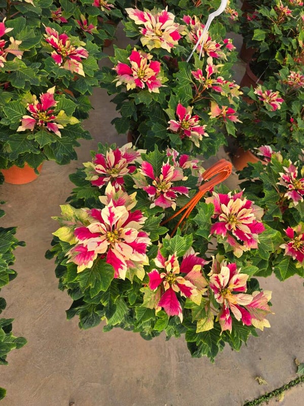 A Poinsettia Papagena ø24