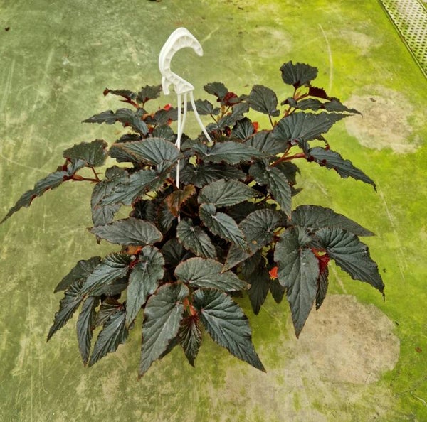 Begonia Maculata Black bk20