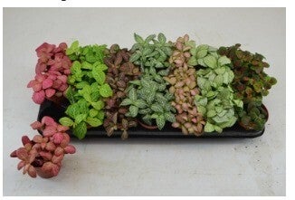 Fittonia mix ø8. Box x21