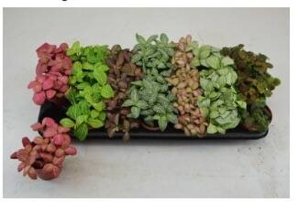 Fittonia mix ø8. Box x21