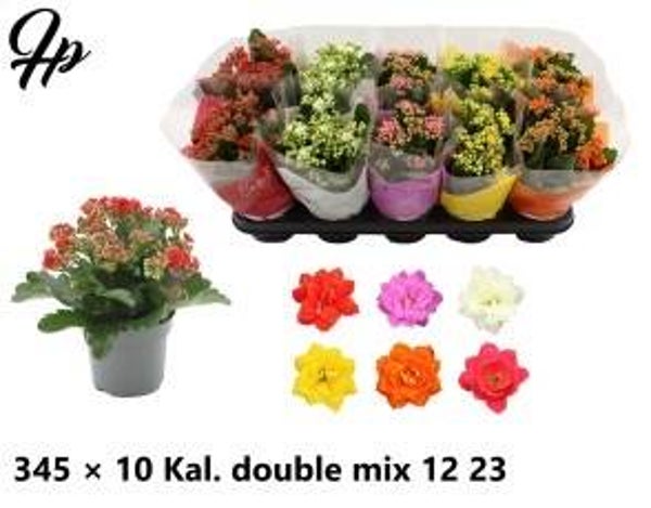 Calandiva mix ø12.  Box x10