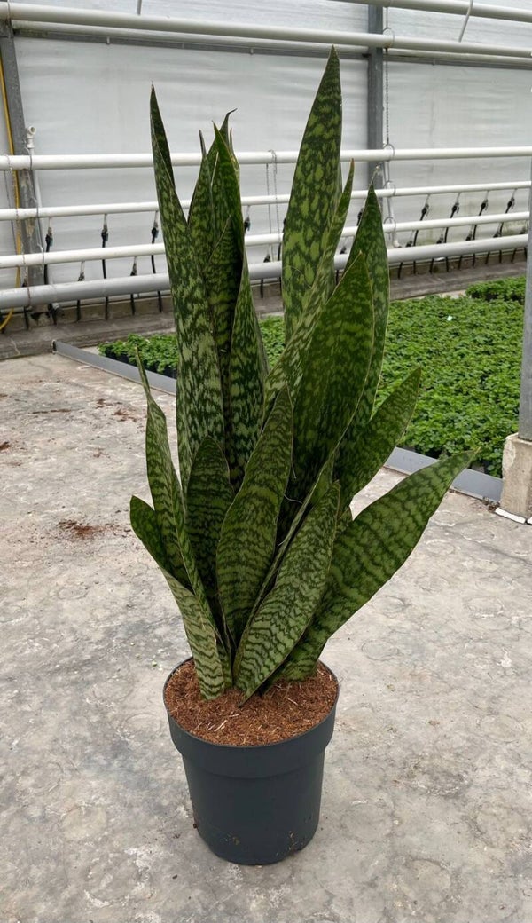 Sanseviera Zeylanica extra ø27 h120