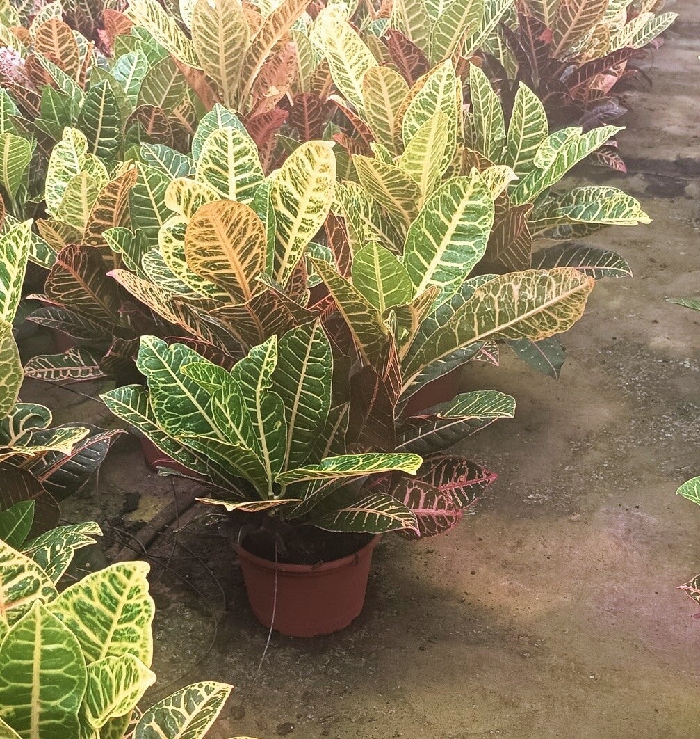 Croton Petra 3pp ø23