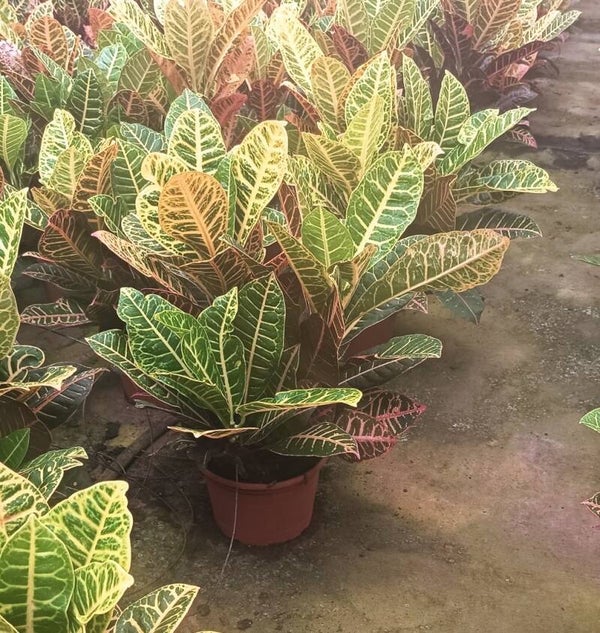 Croton Petra 3pp ø23
