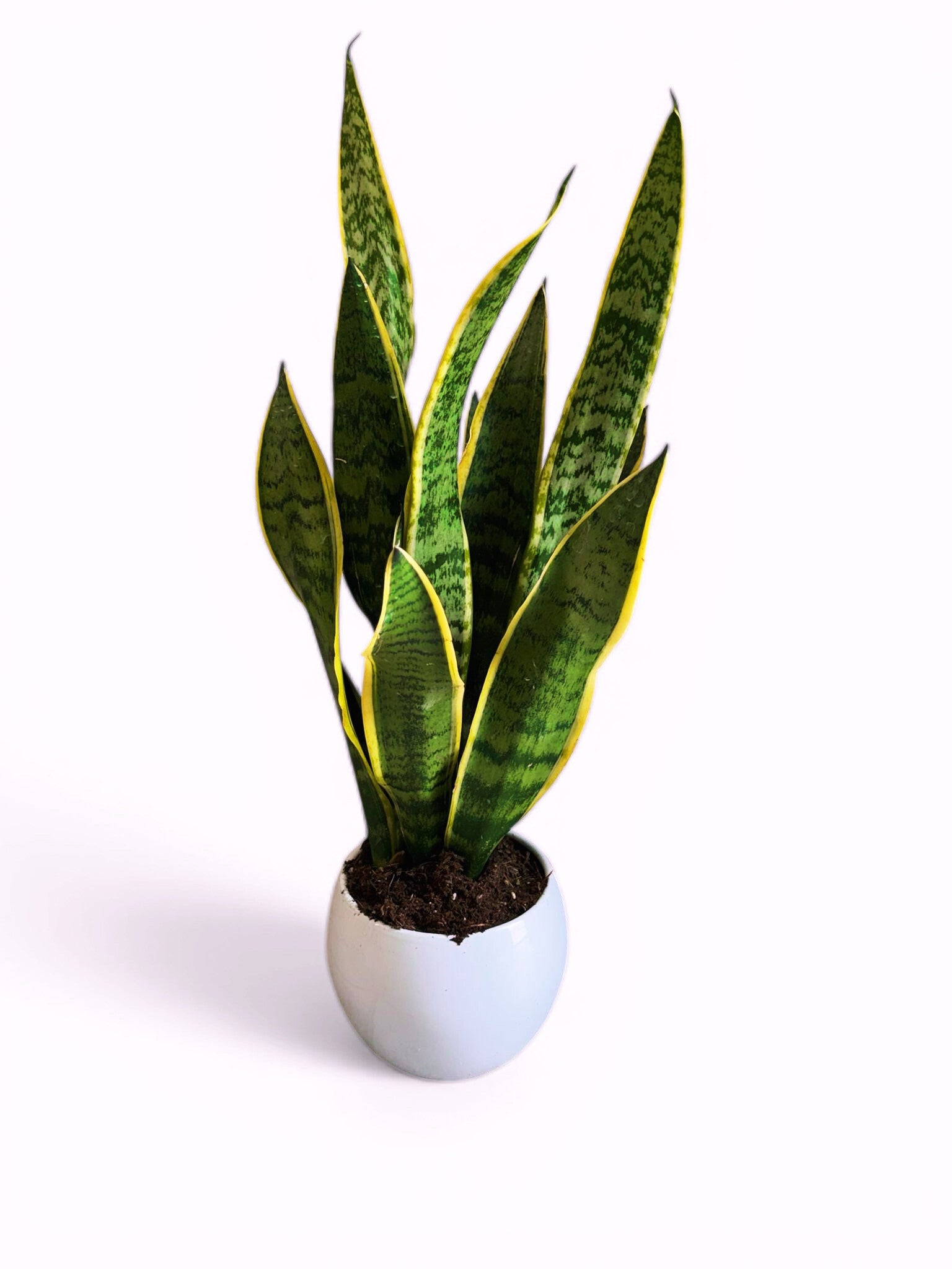 Sanseviera Laurentii ceramica ø17. Box x3