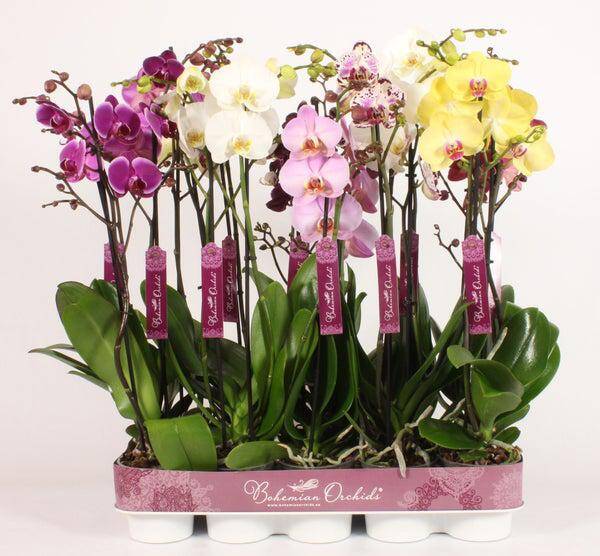 Phalaenopsis Bohemian mix 2spike.  Box x10