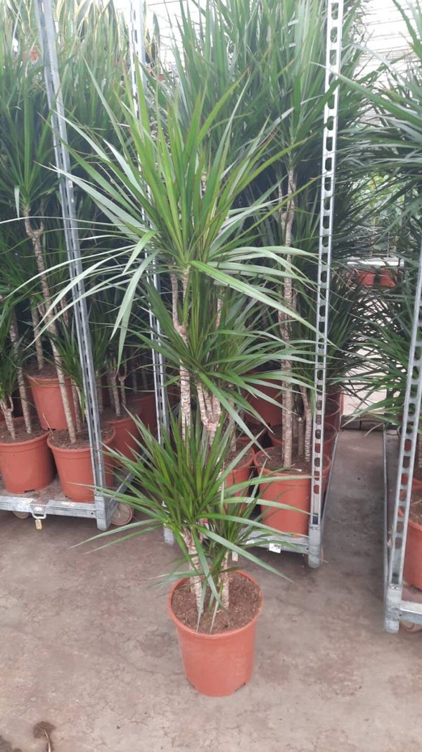 Dracaena Marginata 3pp ø24