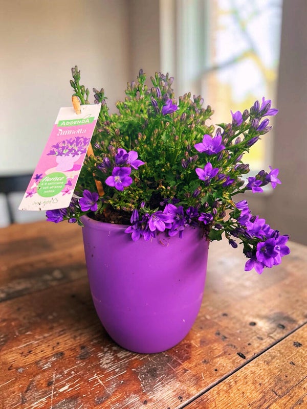 Campanula Ambella ø14 in Hugo. Box x6