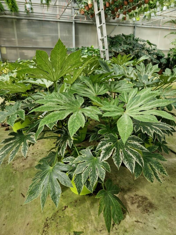 Aralia Fatscia Spider ø30