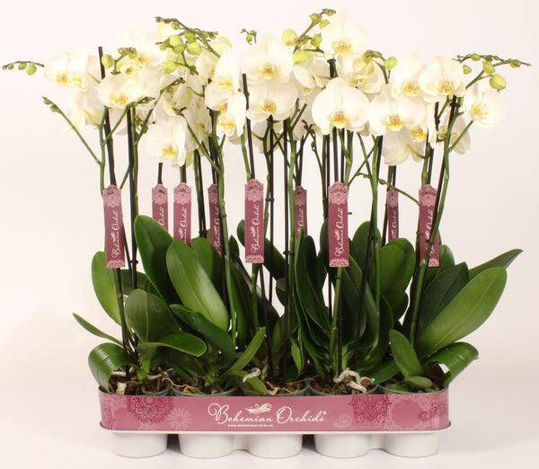 Phalaenopsis Bohemian white 2spike.  Box x10