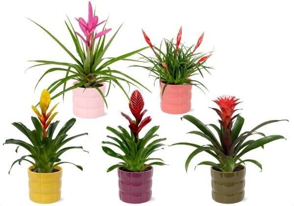 Guzmania Bromelia Riza.  Box x5