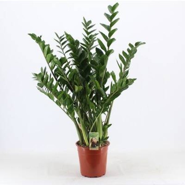 Zamiolculcas ø27