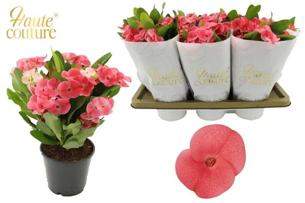 Euphorbia Charlotte ø14.  Box x7