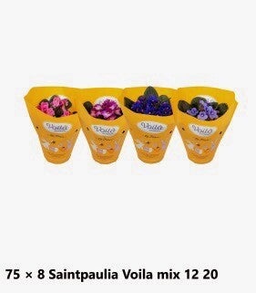 Saintpaulia voilà ø12.  Box x8
