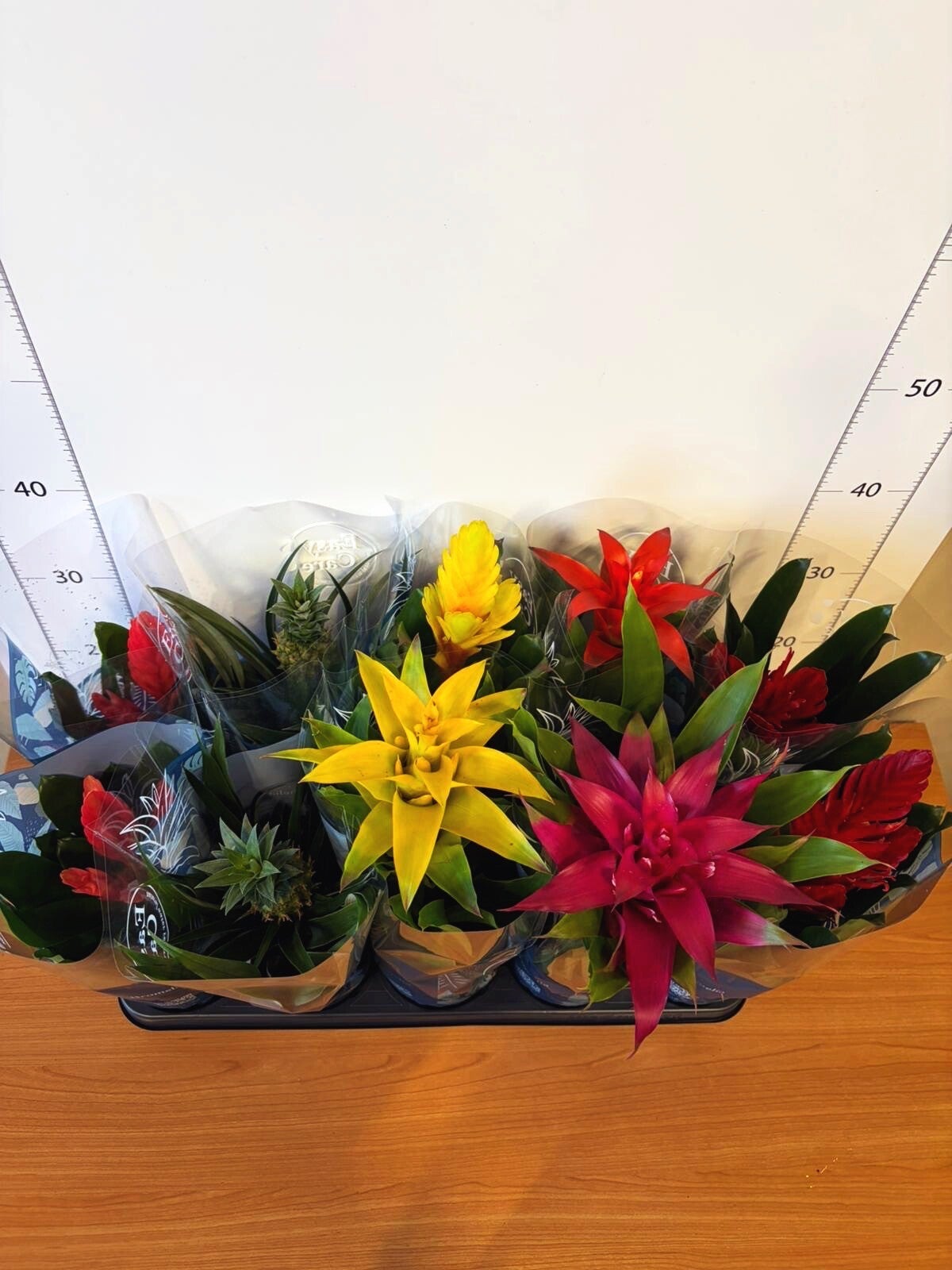 Bromelia mix ø12.  Box x10