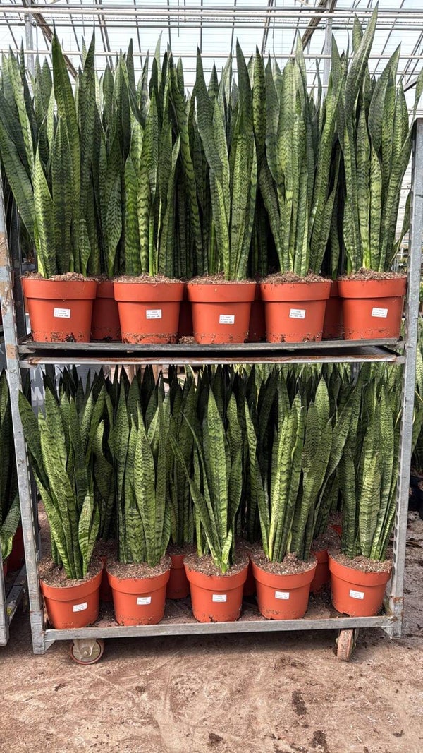 Sanseviera Zeylanica ø24