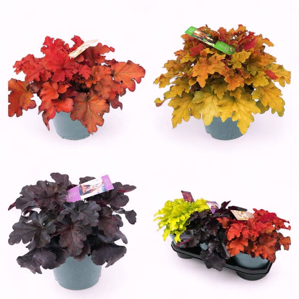 Heuchera Indian ø19.  Box x3