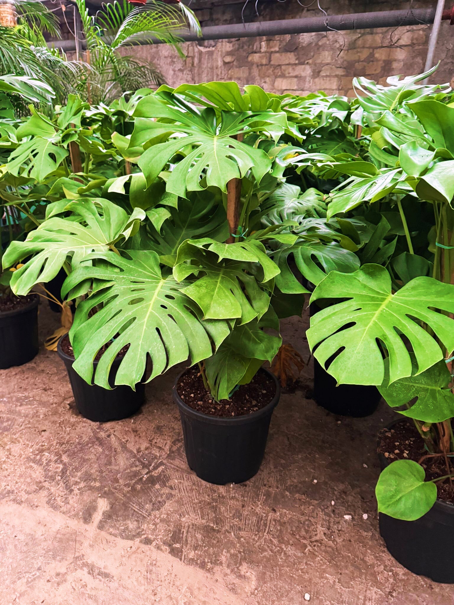 Monstera Delicius ø40 h130