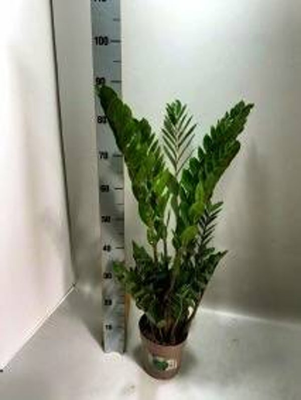 Zamiolculcas ø18