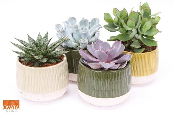 Succulenten Ovata ø15.  Box x3