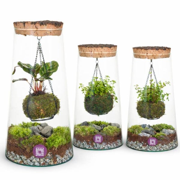 Terrarium Kokodarium.   Box x3