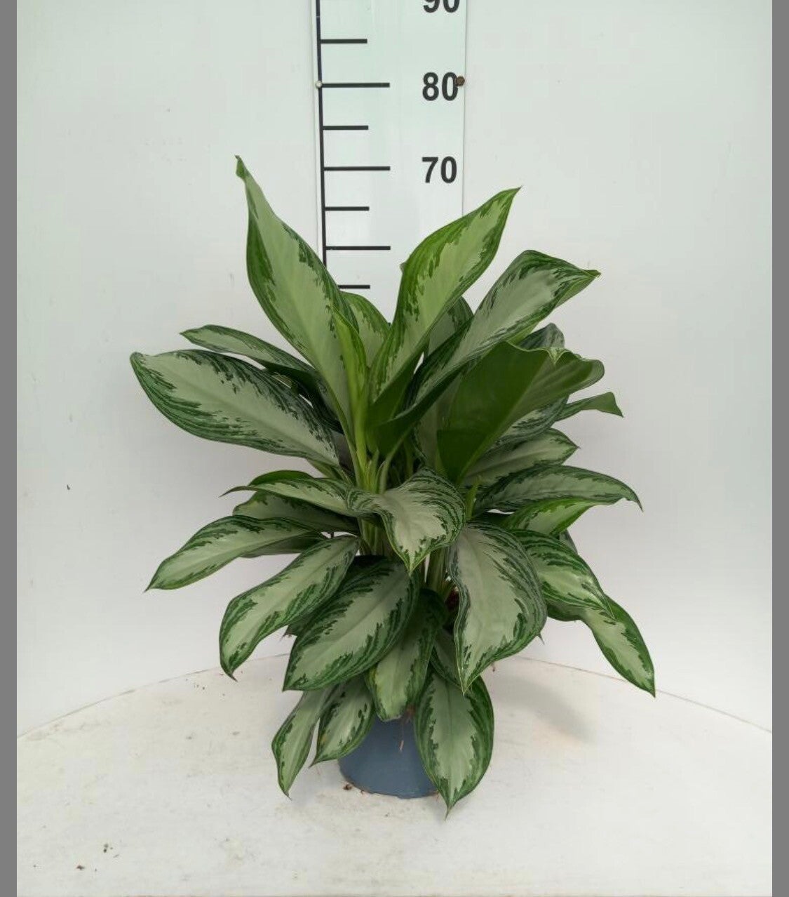 Aglaonema Silver Bay ø21