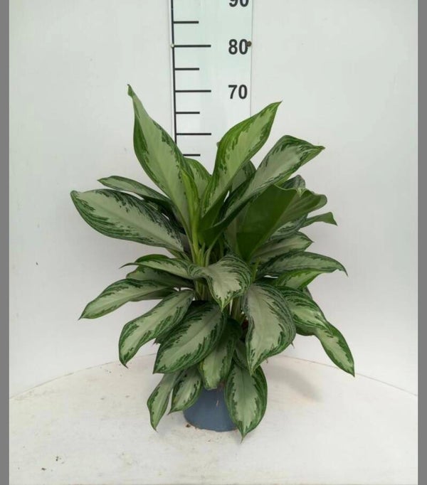 Aglaonema Silver Bay ø21