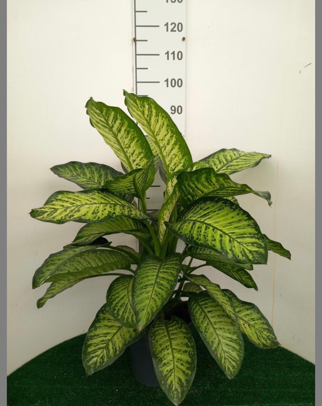 Dieffenb Tropic Yellow ø24