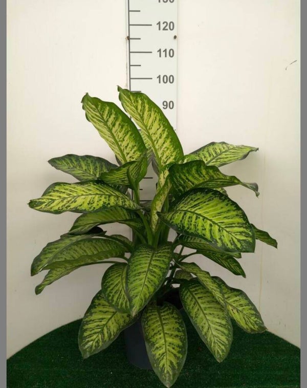 Dieffenb Tropic Yellow ø24