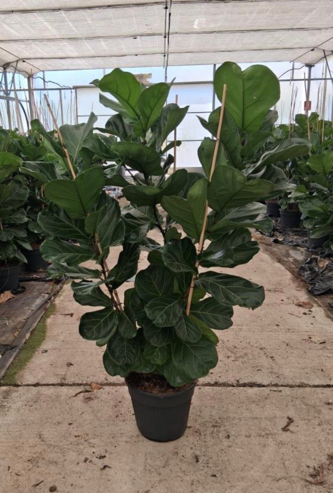 Ficus Lyrata 3pp ø35
