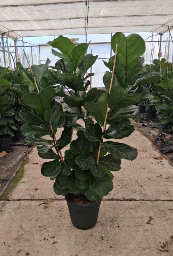Ficus Lyrata 3pp ø35