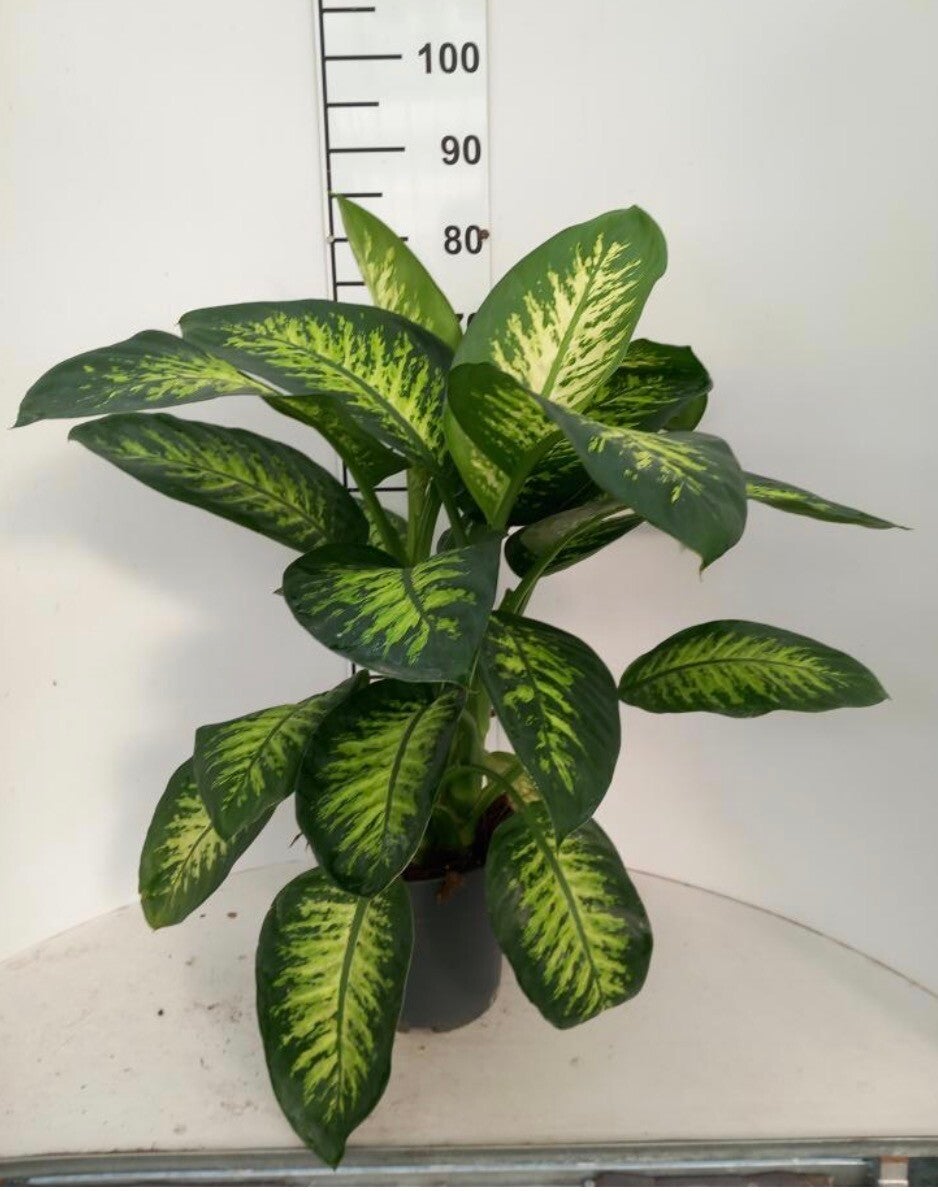 Dieffenb Tropic Snow ø21