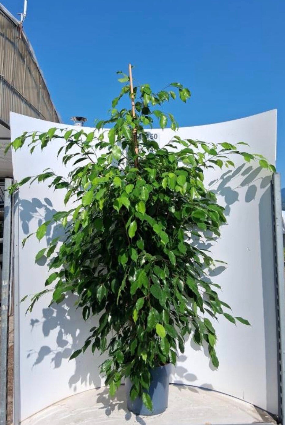 Ficus Exotica ø27 h150