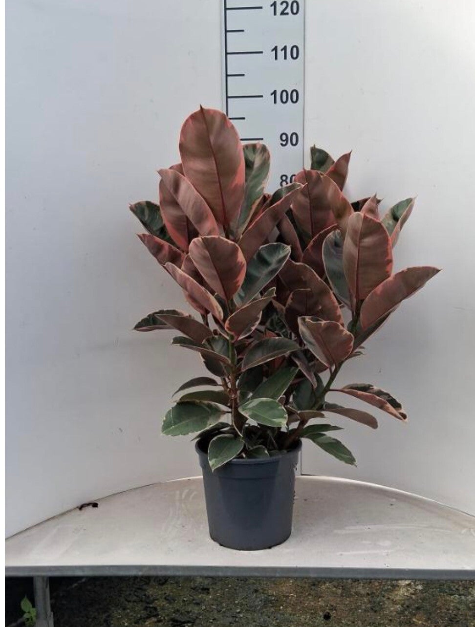 Ficus Belize ø24