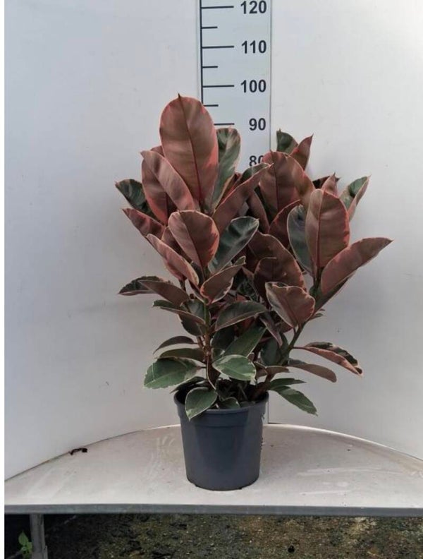 Ficus Belize ø24