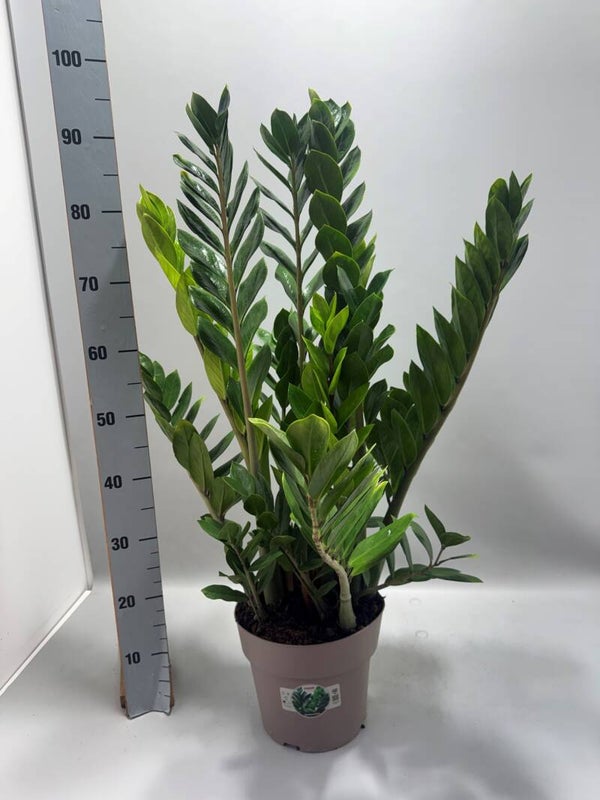 Zamiolculcas ø21